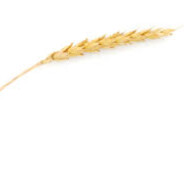 A Single Piece of Wheat