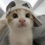 Blue/Cat