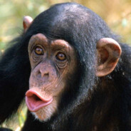 chimp