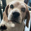 DoGG!