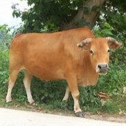 她说国产不能输