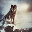 Alone-Wolf