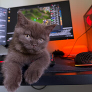 Pipar
