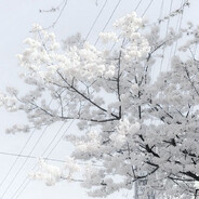 white silence