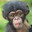Chimp