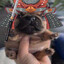 Samurai Pibble