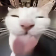 小猫咪喜欢我大岩雀