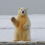 POLARNI