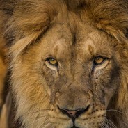 阿珍愛上了阿強