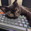 keyboard cat