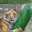 Tiger with a pickle
