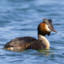 Grebe