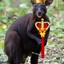 KINGUR