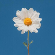 山有木兮木有枝