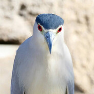 AAA生吞鱼批发商