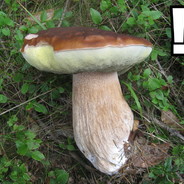 poliestrowy zbawiciel