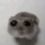 Hamster