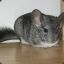 giantchinchilla
