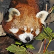 Kingderpanda