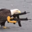 Retard Eagle