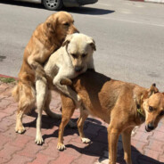 xComa - steam id 76561198063935986