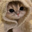 Котик