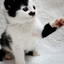 HITLERS KITTEN