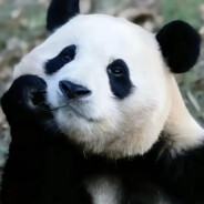 社会主义的铁拳