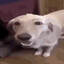 Butterdog Merchant