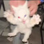 ヴェロニカ