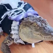 CROCODILO MAID