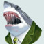 Elegant Shark
