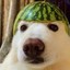 melon doggo