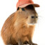 Capibara