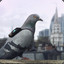 Radical Pigeon