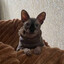 ukrainian sphynx