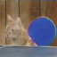 Ping