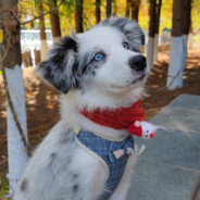 不太聪明的昱謜