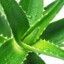 Aloe_vera