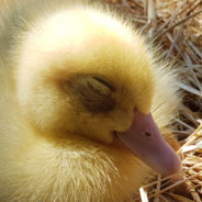 DuckGoosebear PrairieDogLover