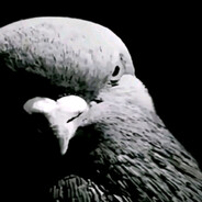 Pidgeon avatar