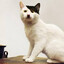Adolf Kittler