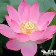 無住無往亦無來