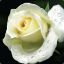 Rosa Alba