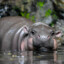 hippo