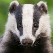 The Amazing Badger