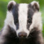 The Amazing Badger