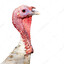 Te gusta el Cuello de Pavo no?