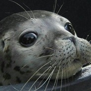 将军路最粗大腿