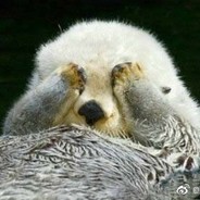 小水獭天下第一